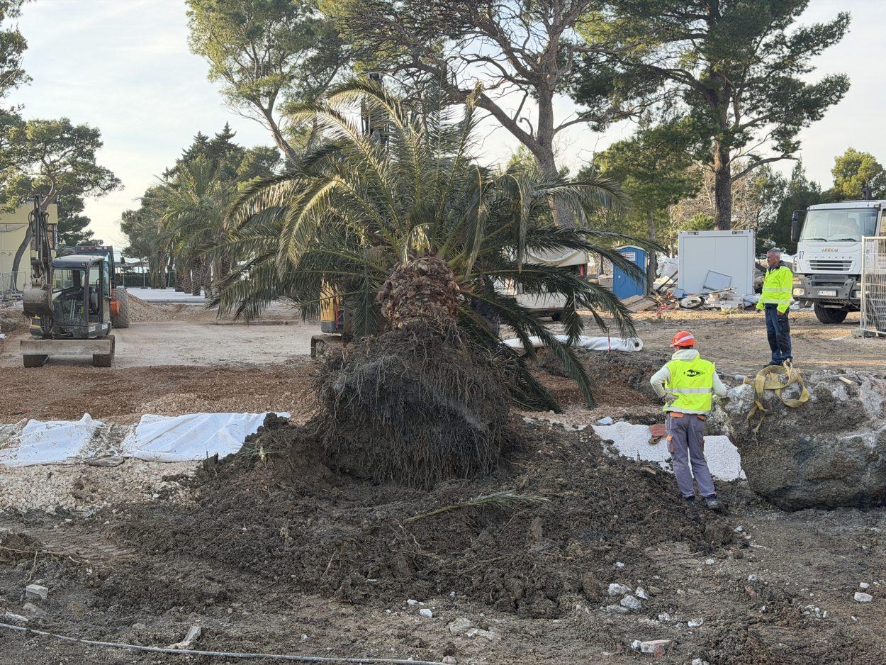 Napreduju radovi na Peškeri: izvađena palma kod Arbuna, seli na novu lokaciju