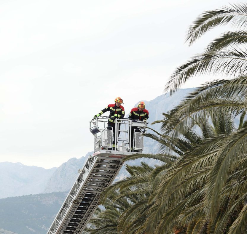 Na makarskoj rivi nastavljena rezidba palmi