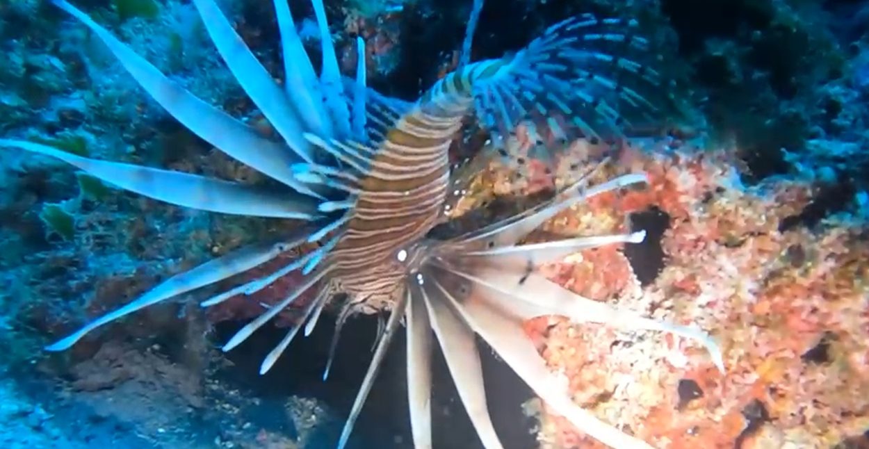 Riba lav snimljena ispred Osejave u Makarskoj