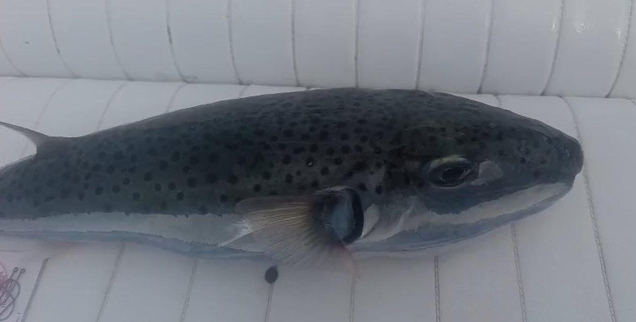 Opasna napuhača ulovljena kod Makarske na 30 metara dubine