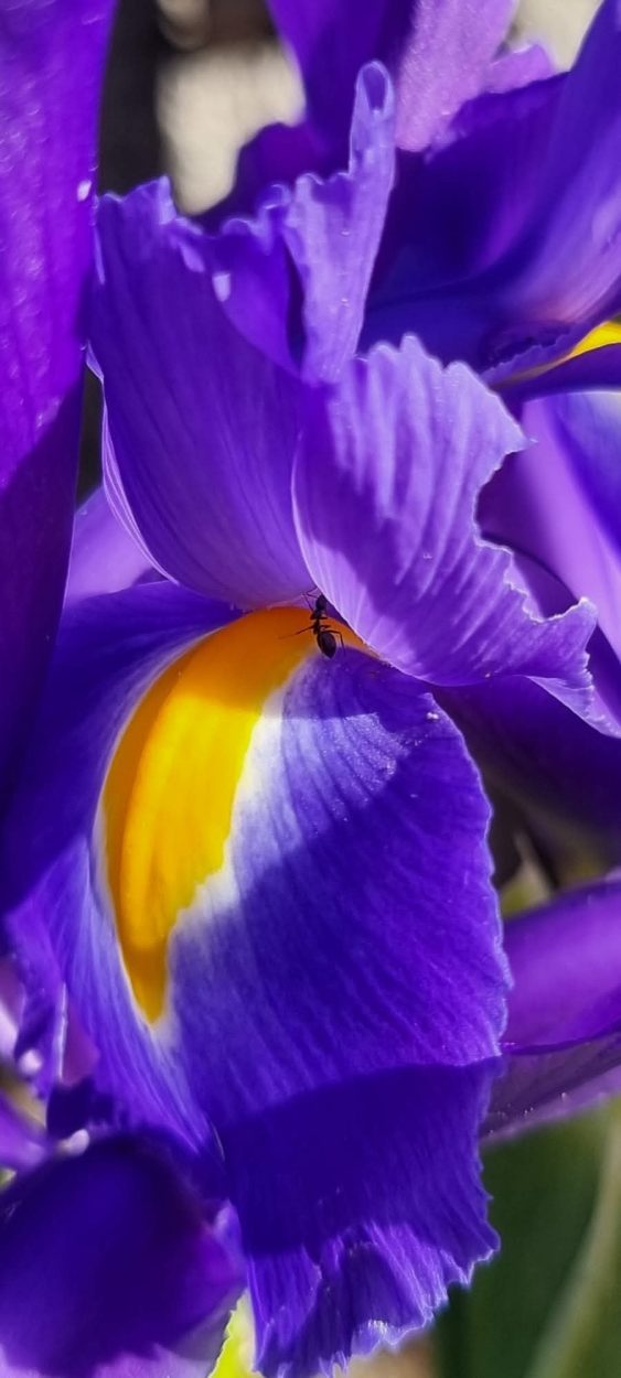 Perunika i zaboravljeni kult