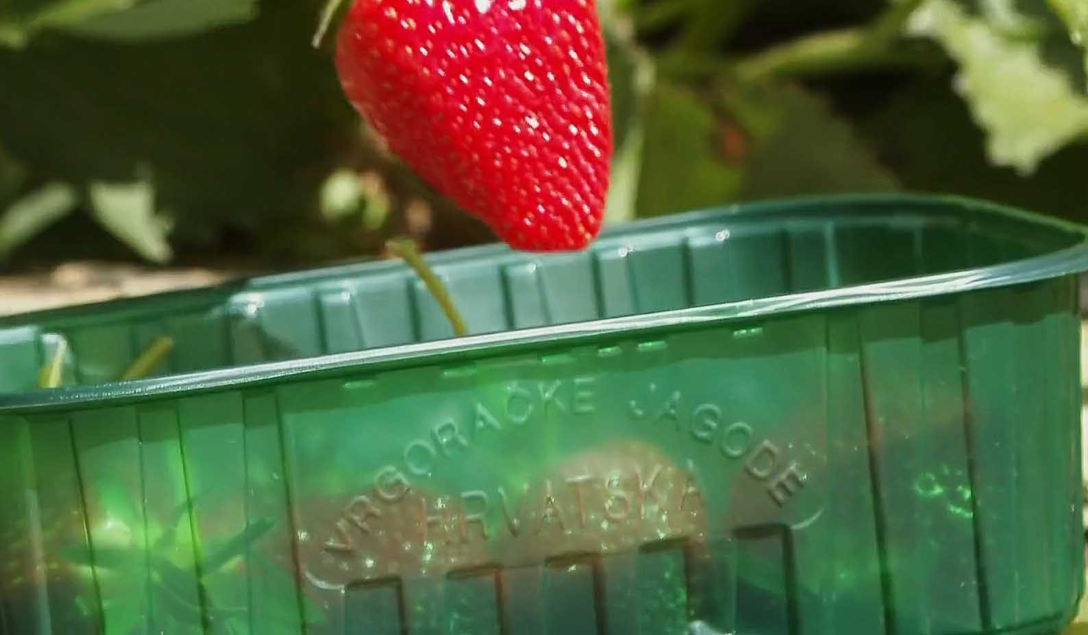 Vrgoračke jagode stigle na tržnice Lakše ih je prepoznati, ali cijena raste