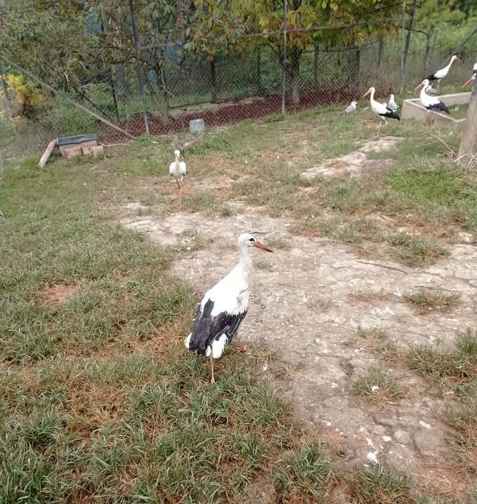 Sretan kraj priče o makarskoj rodi: Stigla u AWAP, na proljeće se vraća u prirodu