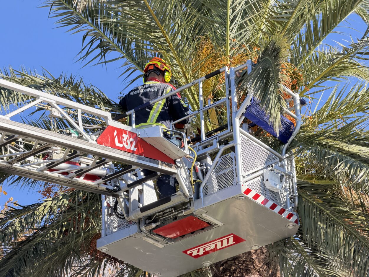 Makarska: Vatrogasci i Komunalac jutros uređivali palme na gradskoj rivi
